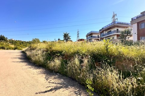 Tömma i Trabzon, Turkiet Nr. 228566 - 9
