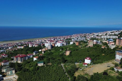 Tömma i Trabzon, Turkiet Nr. 228566 - 11