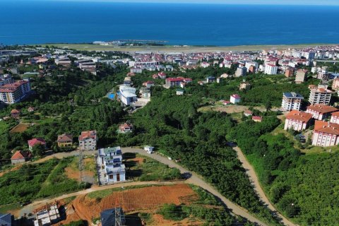 Tömma i Trabzon, Turkiet Nr. 228566 - 3