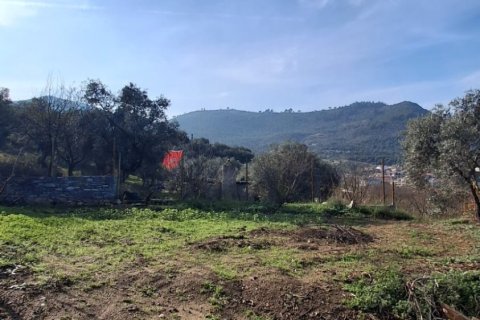 Tom  i Selcuk, Izmir, Tyrkiet Nr. 223234 - 15