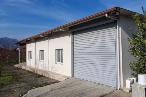 Tom  i Selcuk, Izmir, Tyrkiet Nr. 223234 - 18