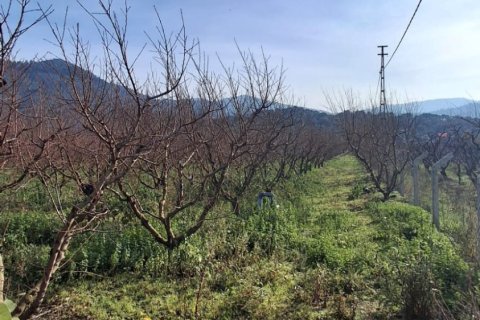 Tom  i Selcuk, Izmir, Tyrkiet Nr. 223234 - 16