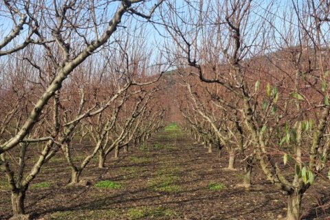 Tom  i Selcuk, Izmir, Tyrkiet Nr. 223234 - 25