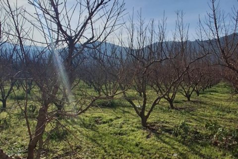 Tom  i Selcuk, Izmir, Tyrkiet Nr. 223234 - 21