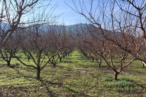 Tom  i Selcuk, Izmir, Tyrkiet Nr. 223234 - 20