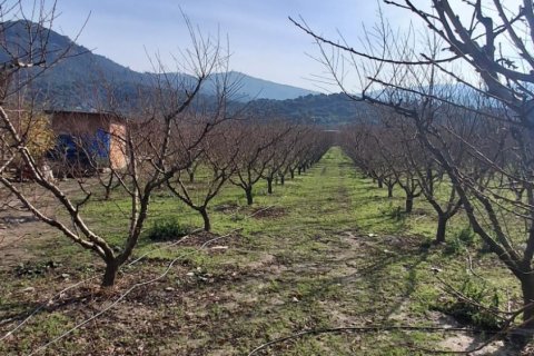 Tom  i Selcuk, Izmir, Tyrkiet Nr. 223234 - 19