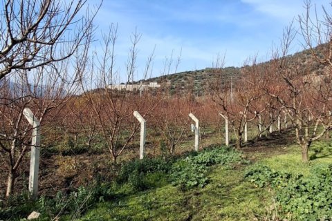 Tom  i Selcuk, Izmir, Tyrkiet Nr. 223234 - 22