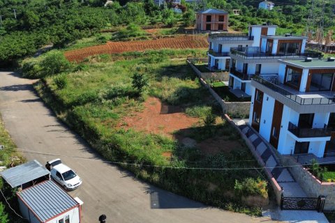 Tömma i Trabzon, Turkiet Nr. 228566 - 5