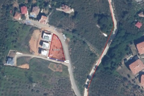 Tömma i Trabzon, Turkiet Nr. 228566 - 7