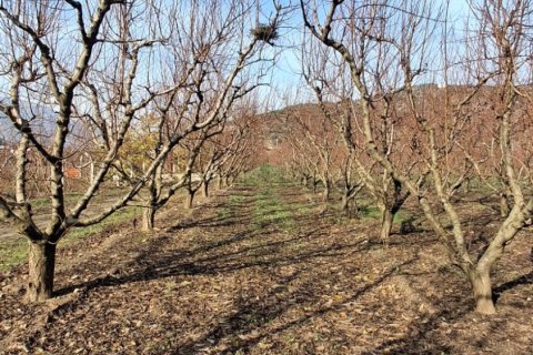 Tom  i Selcuk, Izmir, Tyrkiet Nr. 223234 - 12