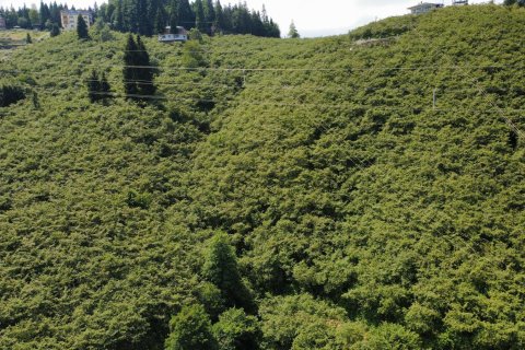 Tomt  i Arsin, Trabzon, Tyrkia Nr. 232192 - 12