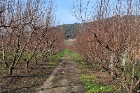 Tom  i Selcuk, Izmir, Tyrkiet Nr. 223234 - 7