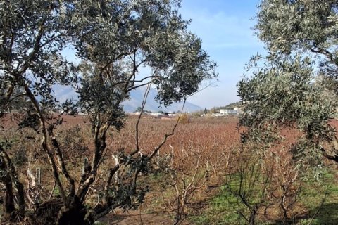 Tom  i Selcuk, Izmir, Tyrkiet Nr. 223234 - 9