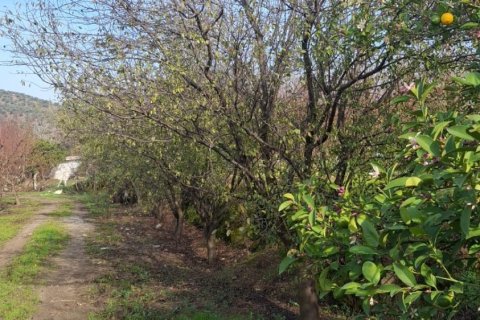 Tom  i Selcuk, Izmir, Tyrkiet Nr. 223234 - 6