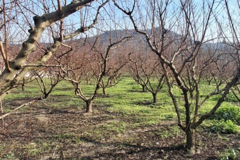 Tom  i Selcuk, Izmir, Tyrkiet Nr. 223234 - 3