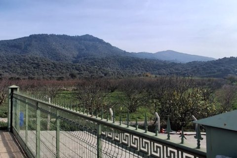 Tom  i Selcuk, Izmir, Tyrkiet Nr. 223234