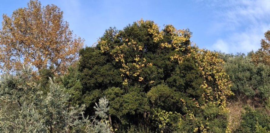   5380м2 в Сельчуке, Измир, Турция №223248