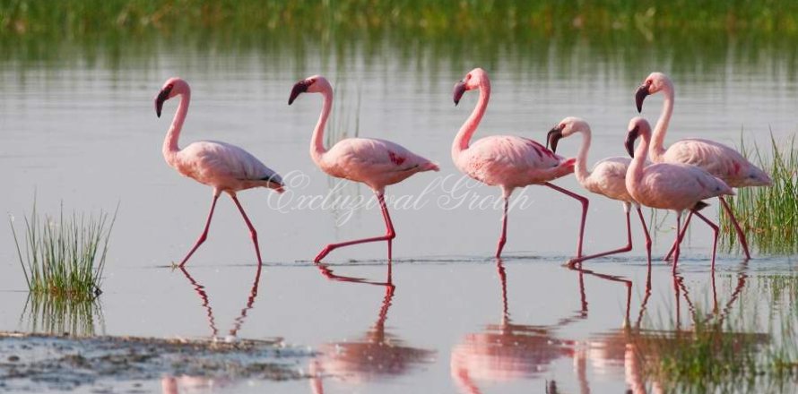 2+1 Apartment  in Bodrum, Mugla, Turkey No. 221572