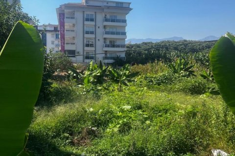 Tom  i Kestel, Antalya, Tyrkiet Nr. 230292