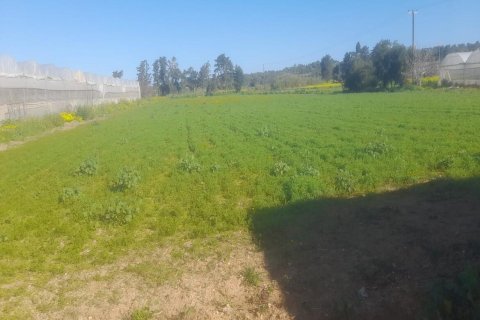 Продажа земельного участка  в Дипкарпасе, Искеле, Северный Кипр, 7900м2, №214564 – фото 2