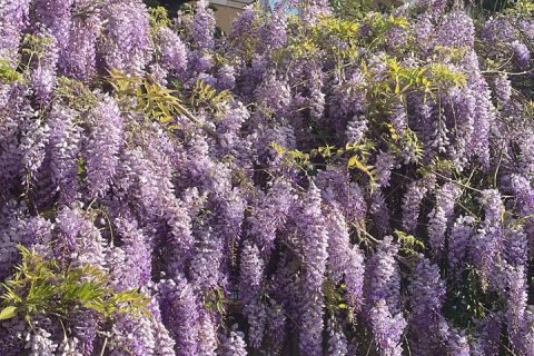 2+1 Lägenhet  i Mahmutlar, Antalya, Turkiet Nr. 219230 - 20