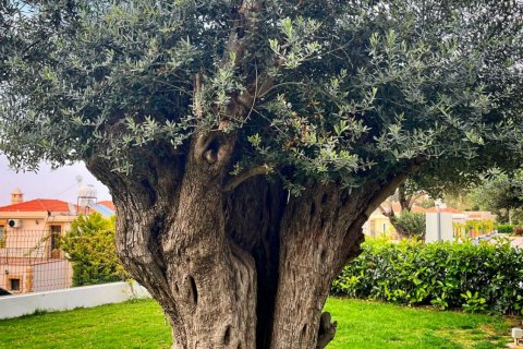 Daire   Alsancak, Girne,  №221225 - 28