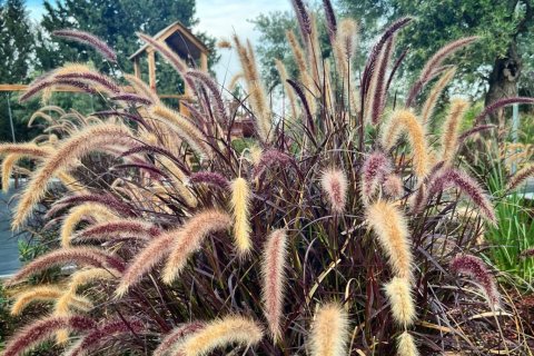 Daire   Alsancak, Girne,  №221225 - 16