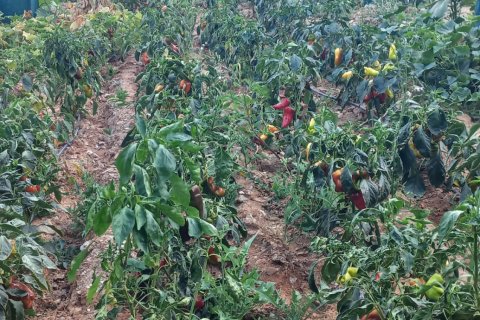 Villa for sale  in Kestel, Bursa, Turkey, 5 bedrooms, 340m2, No. 217356 – photo 22