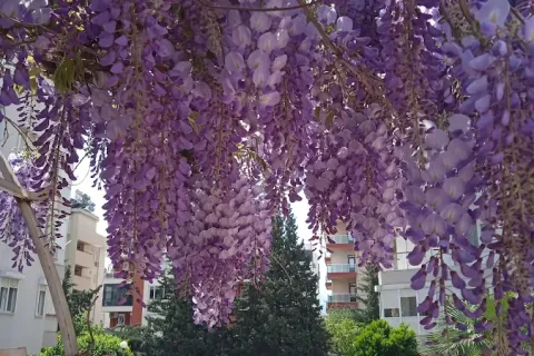 آپارتمان در  Mugla ، ترکیه 3 خوابه ، 150 متر مربع.  شماره 224118 - 19