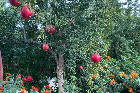 ویلا در  Kemer ، ترکیه 5 خوابه ، 250 متر مربع.  شماره 221513 - 20