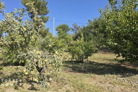 Land  in Fethiye, Mugla, Türkei Nr. 233013 - 10