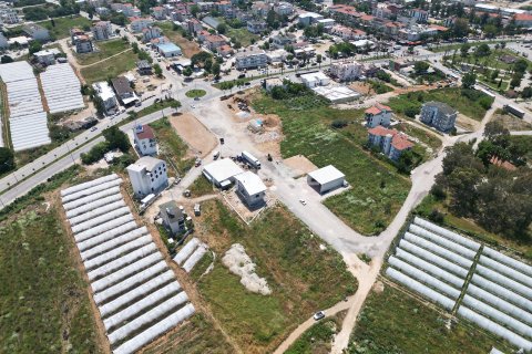 Tom  i Serik, Antalya, Tyrkiet Nr. 226498 - 2