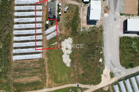 Tom  i Serik, Antalya, Tyrkiet Nr. 226498