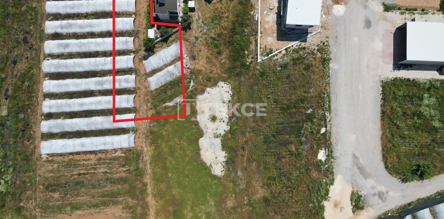Tom  i Serik, Antalya, Tyrkiet Nr. 226498