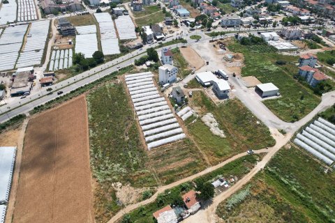 Tom  i Serik, Antalya, Tyrkiet Nr. 226498 - 3
