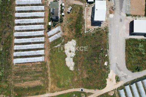 Tom  i Serik, Antalya, Tyrkiet Nr. 226498 - 7