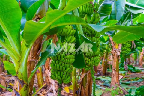 Продажа квартиры  в Газипаше, Анталье, Турция, 5163м2, №223103 – фото 23