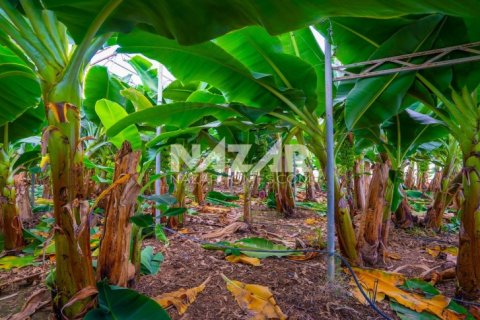 Продажа квартиры  в Газипаше, Анталье, Турция, 5163м2, №223103 – фото 20