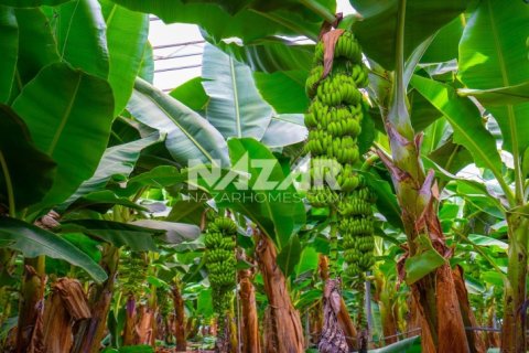 Продажа квартиры  в Газипаше, Анталье, Турция, 5163м2, №223103 – фото 27