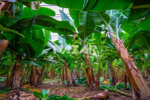 Продажа квартиры  в Газипаше, Анталье, Турция, 5163м2, №223103 – фото 28