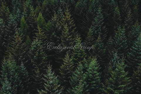 3+1 Villa  i Bodrum, Mugla, Tyrkiet Nr. 219749 - 15