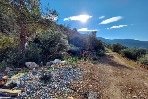 Tömma i Didim, Aydin, Turkiet Nr. 233958 - 4
