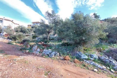 Tömma i Didim, Aydin, Turkiet Nr. 233958 - 5