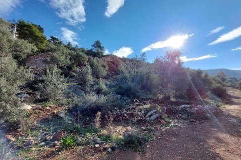 Tömma i Didim, Aydin, Turkiet Nr. 233958 - 3